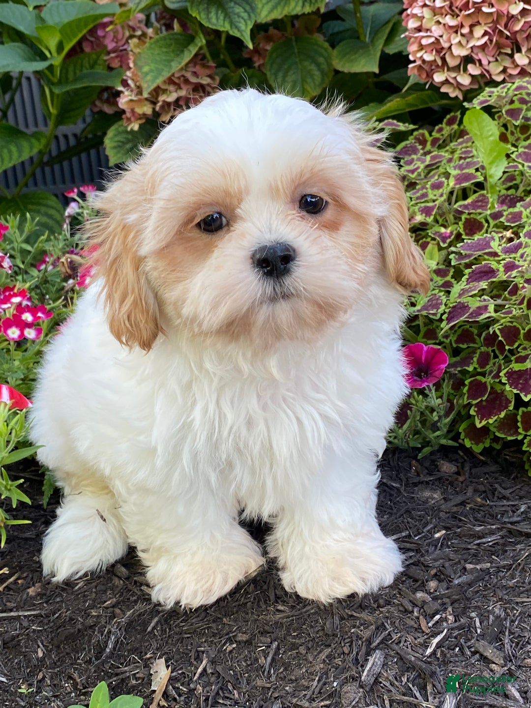 Shih Tzu dogs for sale: Skittles  - Ad 12