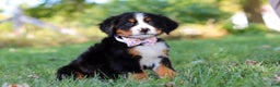 Bernese Mountain Dog dogs for sale: Oakley  - Ad 6
