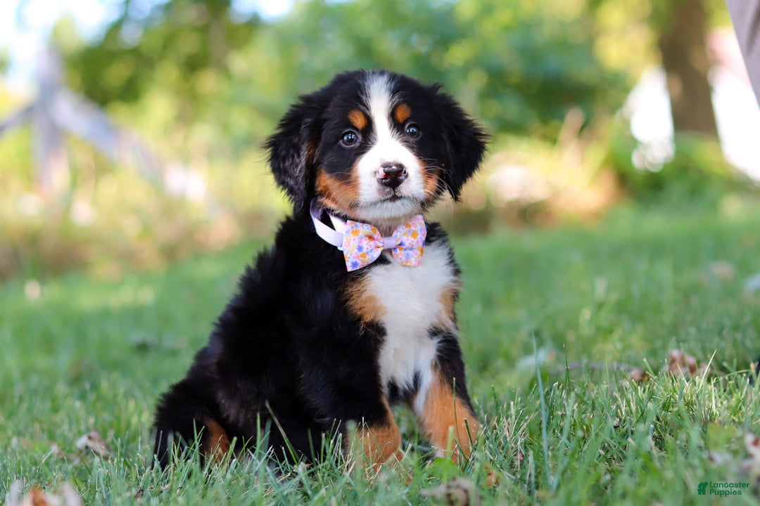 Bernese Mountain Dog dogs for sale: Oakley  - Ad 6