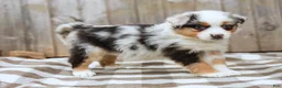 Australian Shepherd dogs for sale: Rover - Ad 6