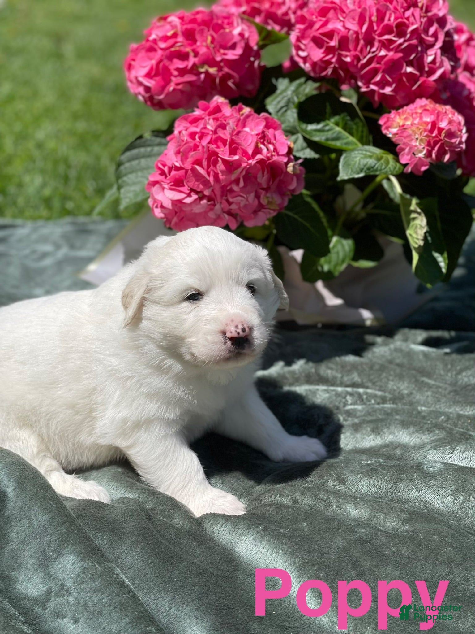 Great Pyrenees dogs Poppy - Ad 5