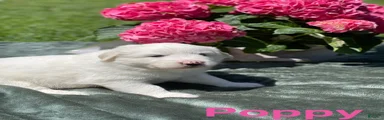 Poppy