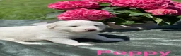 Great Pyrenees dogs for sale: Poppy - Ad 1