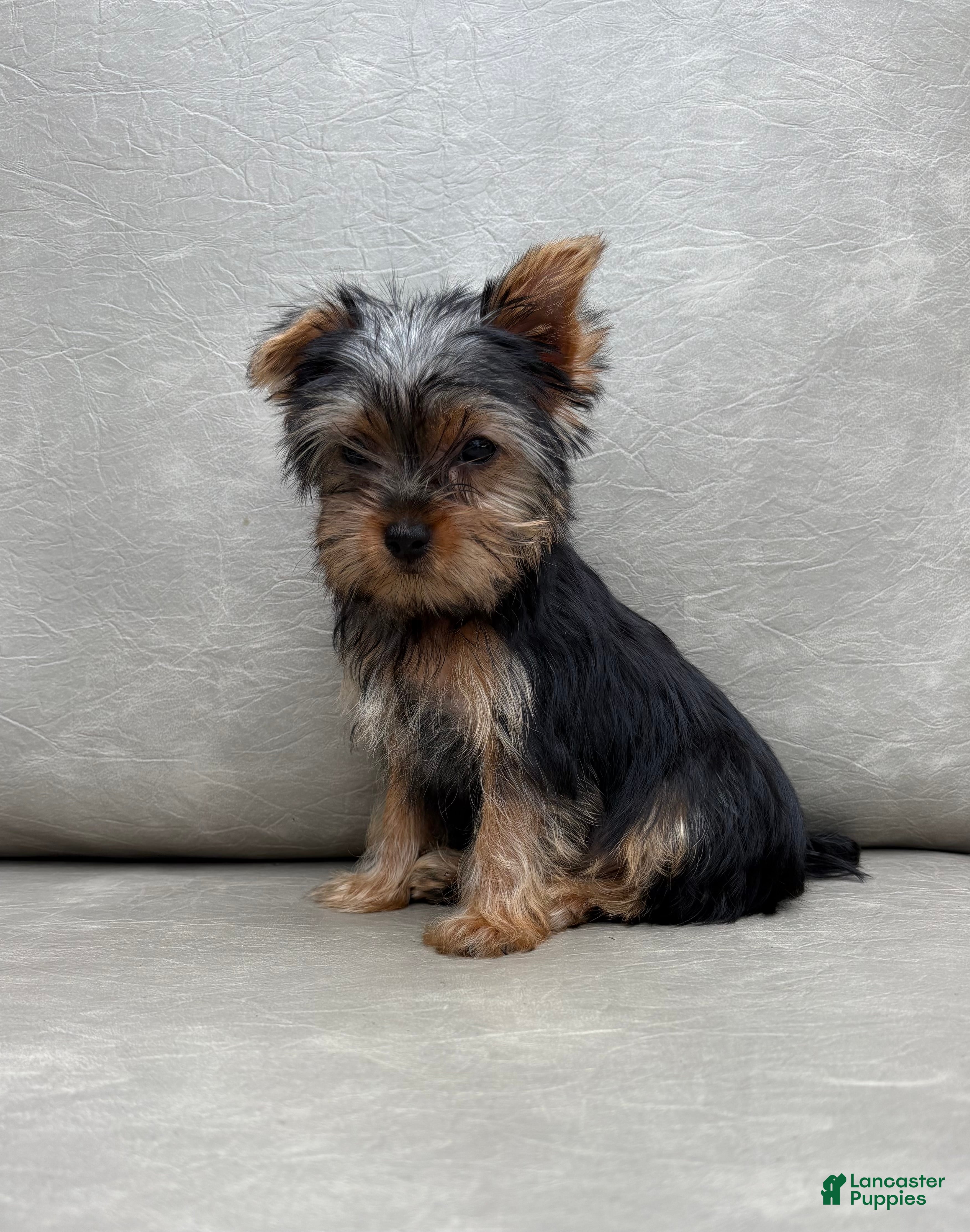 Yorkshire Terrier dogs Cassie - Ad 1
