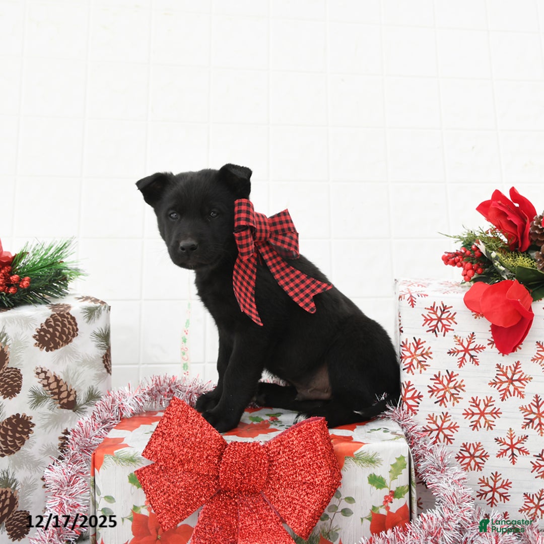 Mixed Breed dogs for sale: Georgie - Ad 1