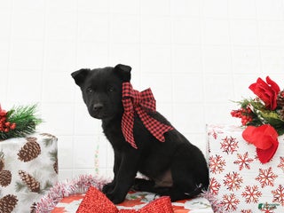 Mixed Breed dogs Georgie - Ad 9