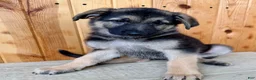 German Shepherd dogs for sale: Pippa - Ad 6