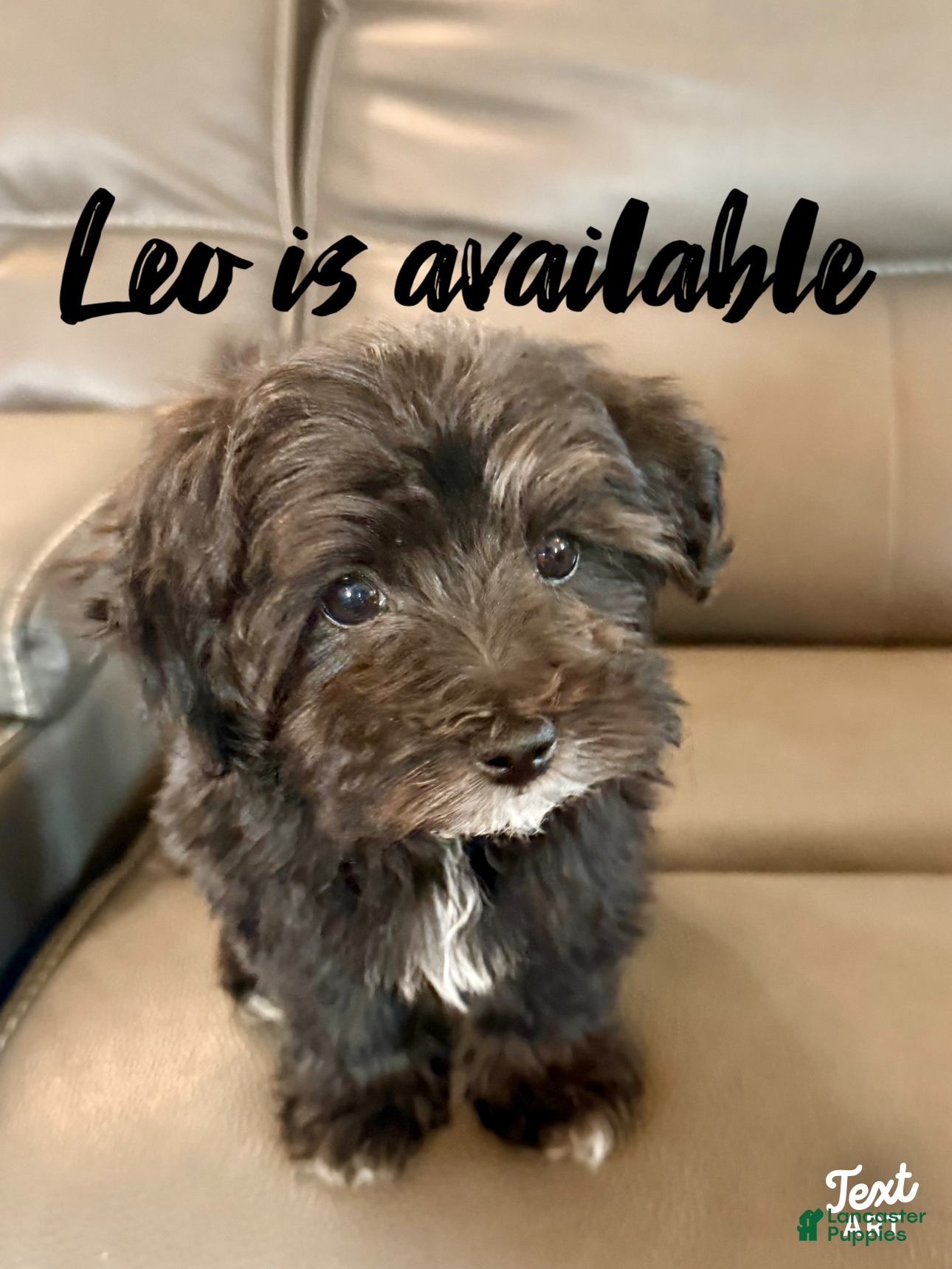 Maltipoo dogs Maltipoo Puppy 2 - Ad 1