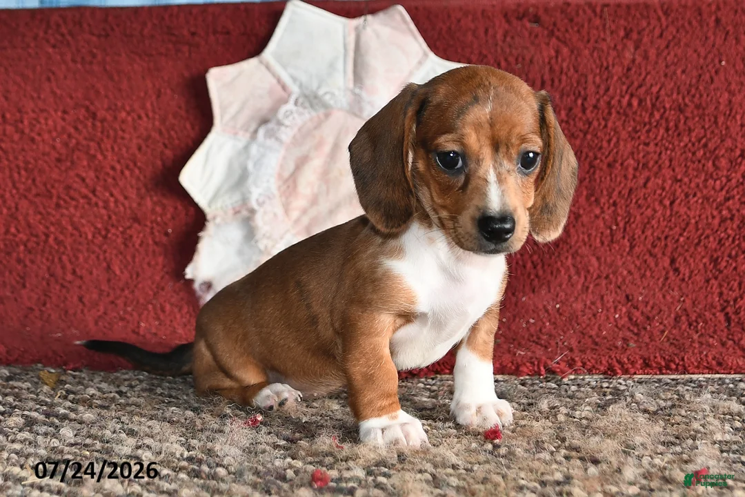 Miniature Dachshund dogs for sale: Betty - Ad 3