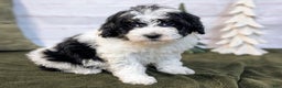 Bernedoodle dogs for sale: Allie - Ad 2