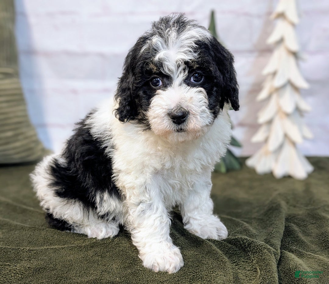 Bernedoodle dogs for sale: Allie - Ad 2