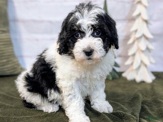 Bernedoodle dogs Allie - Ad 6