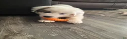 Great Pyrenees dogs for sale: Lily  - Ad 5