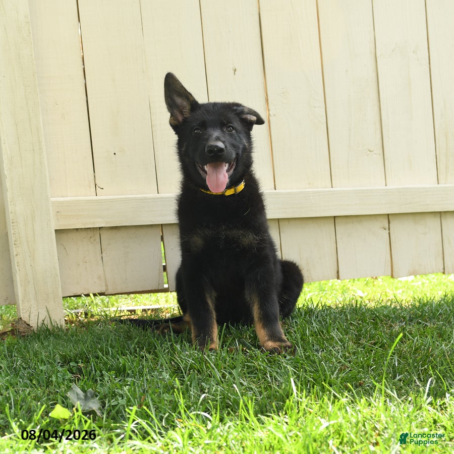 German Shepherd dogs Bear - Ad 2