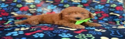 Mini Goldendoodle dogs for sale: Leroy - Ad 7