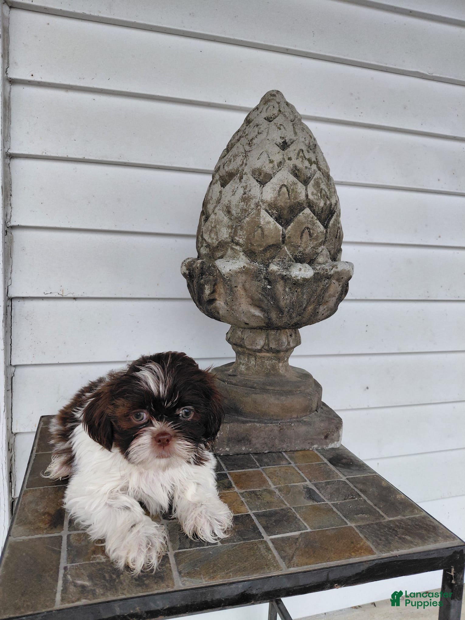 Shih Tzu dogs Derek - Ad 2