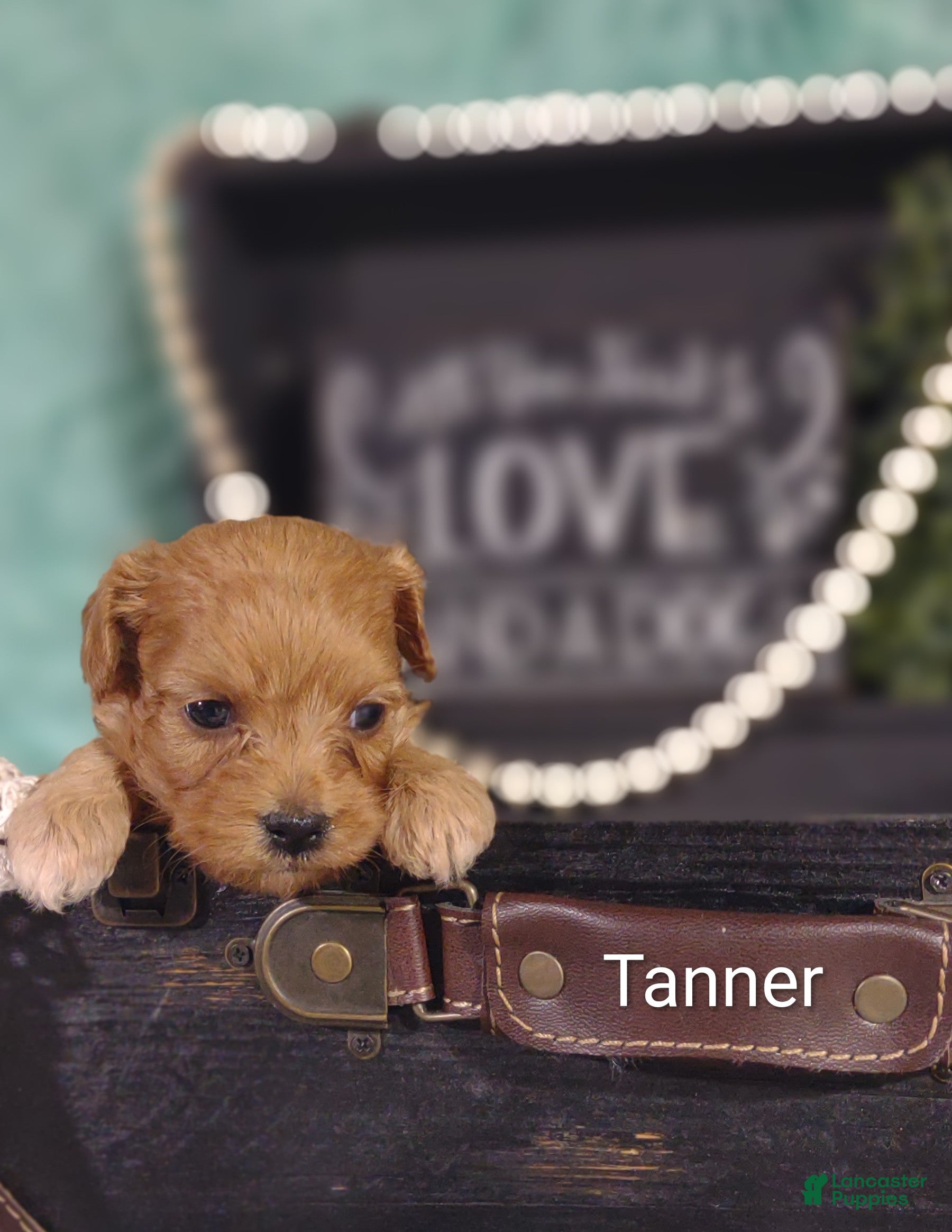 Cavapoo dogs Cavapoo 2 Tanner - Ad 1
