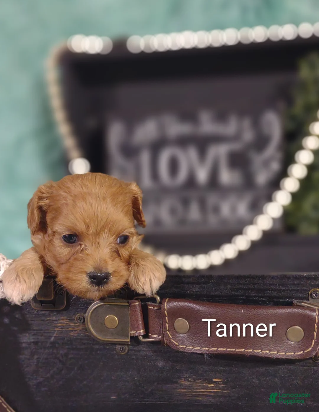 Cavapoo dogs for sale: Cavapoo 2 Tanner - Ad 1