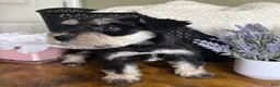 Miniature Schnauzer dogs for sale: Roxy - Ad 3