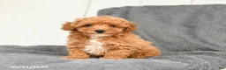 Toy Poodle dogs for sale: Lilac - Ad 1