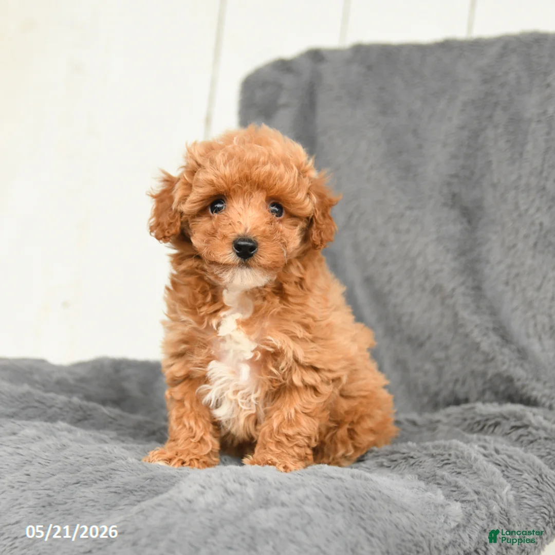 Toy Poodle dogs for sale: Lilac - Ad 1