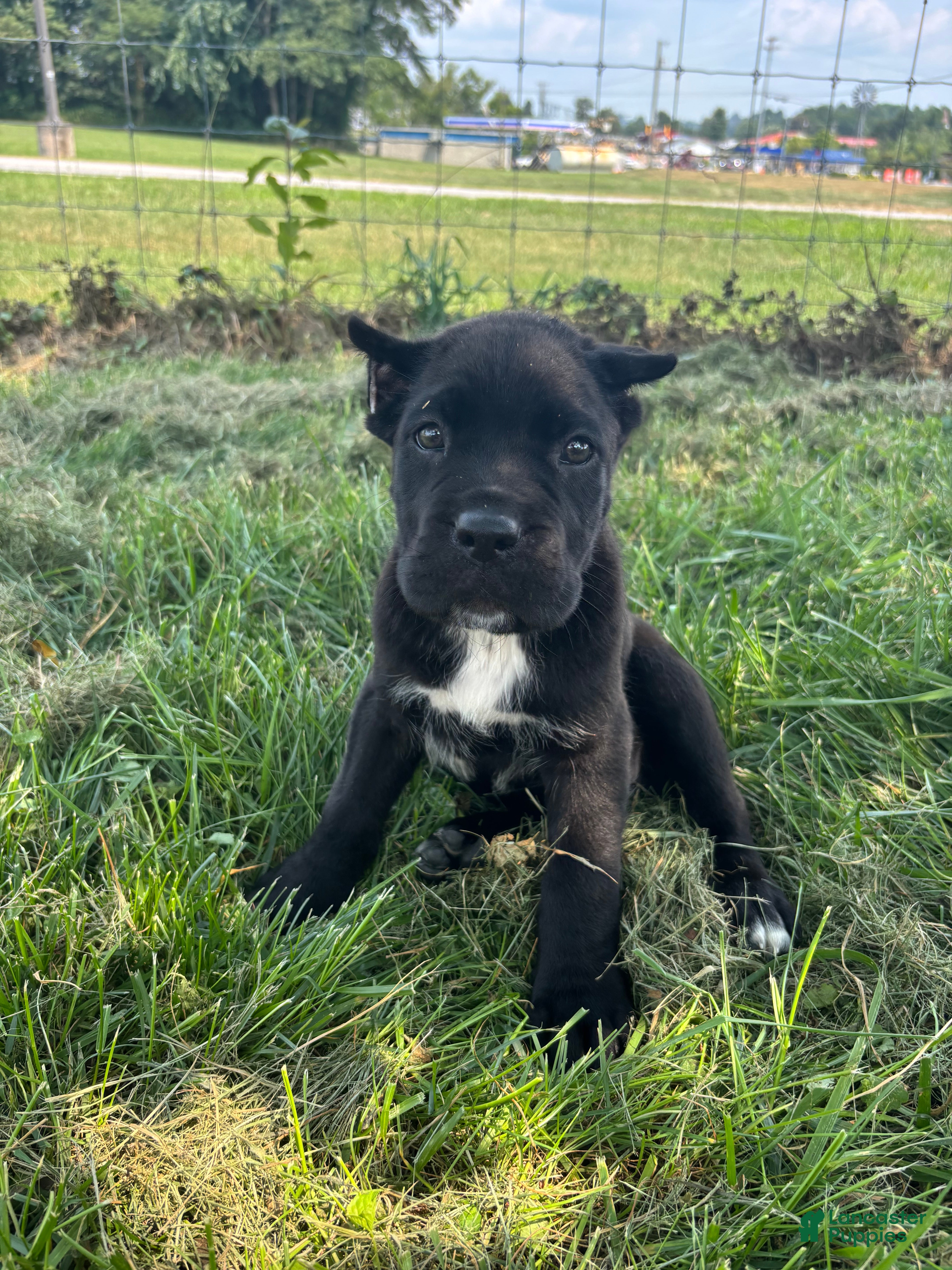 Cane Corso dogs Bear - Ad 1