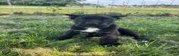 Cane Corso dogs for sale: Bear - Ad 1