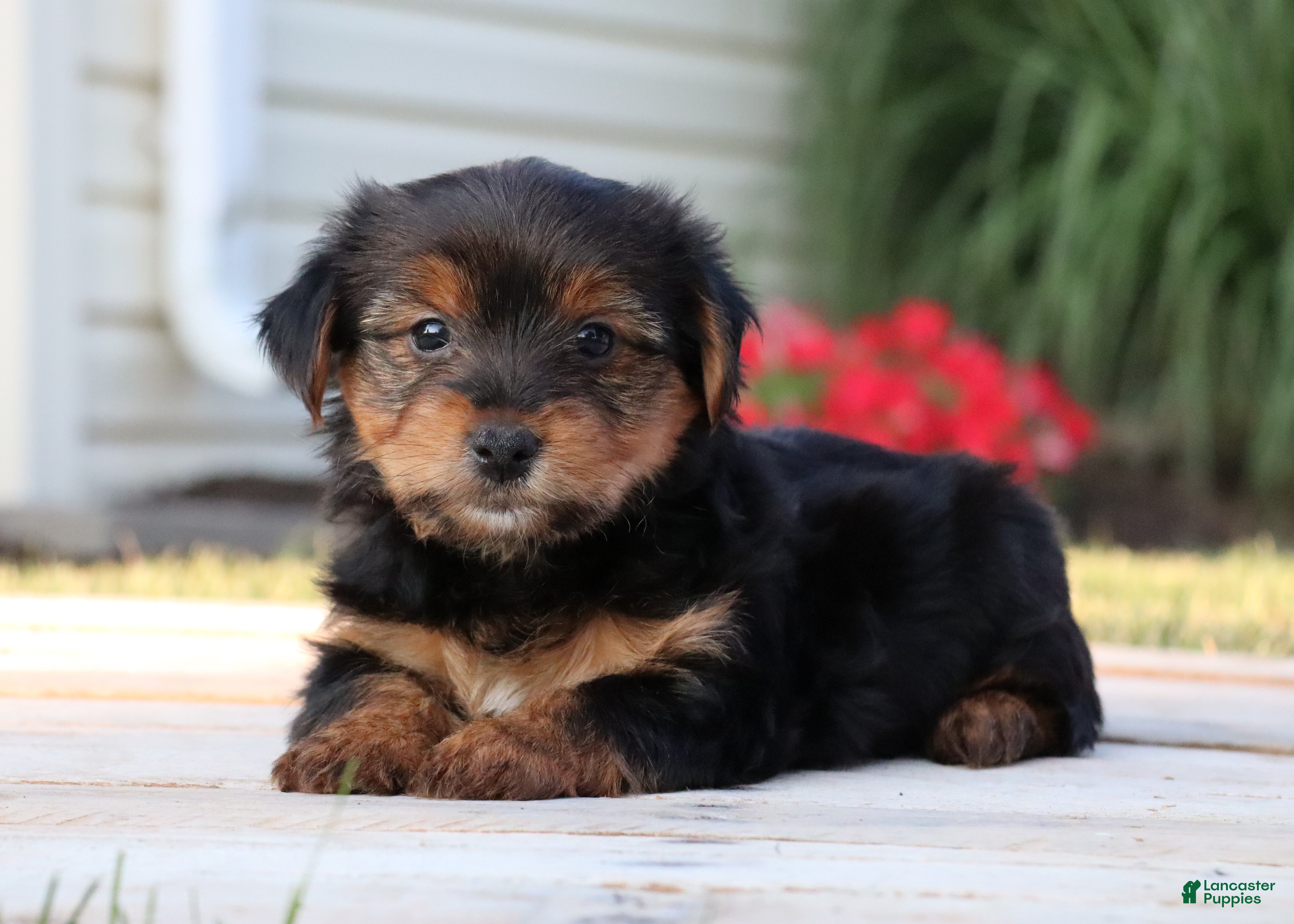 Yorkshire Terrier dogs Coffee  - Ad 2