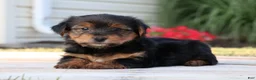 Yorkshire Terrier dogs for sale: Coffee  - Ad 2