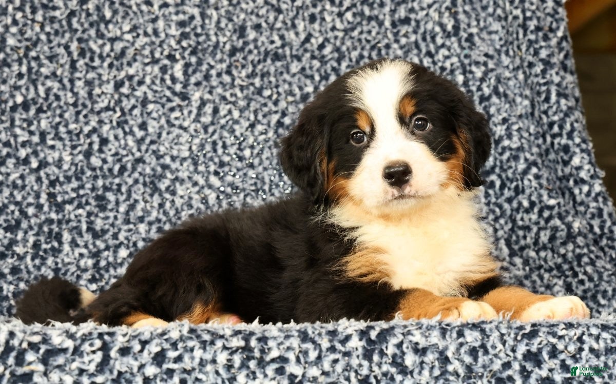 Bernese Mountain Dog dogs Chase - Ad 1