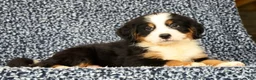 Bernese Mountain Dog dogs for sale: Chase - Ad 1