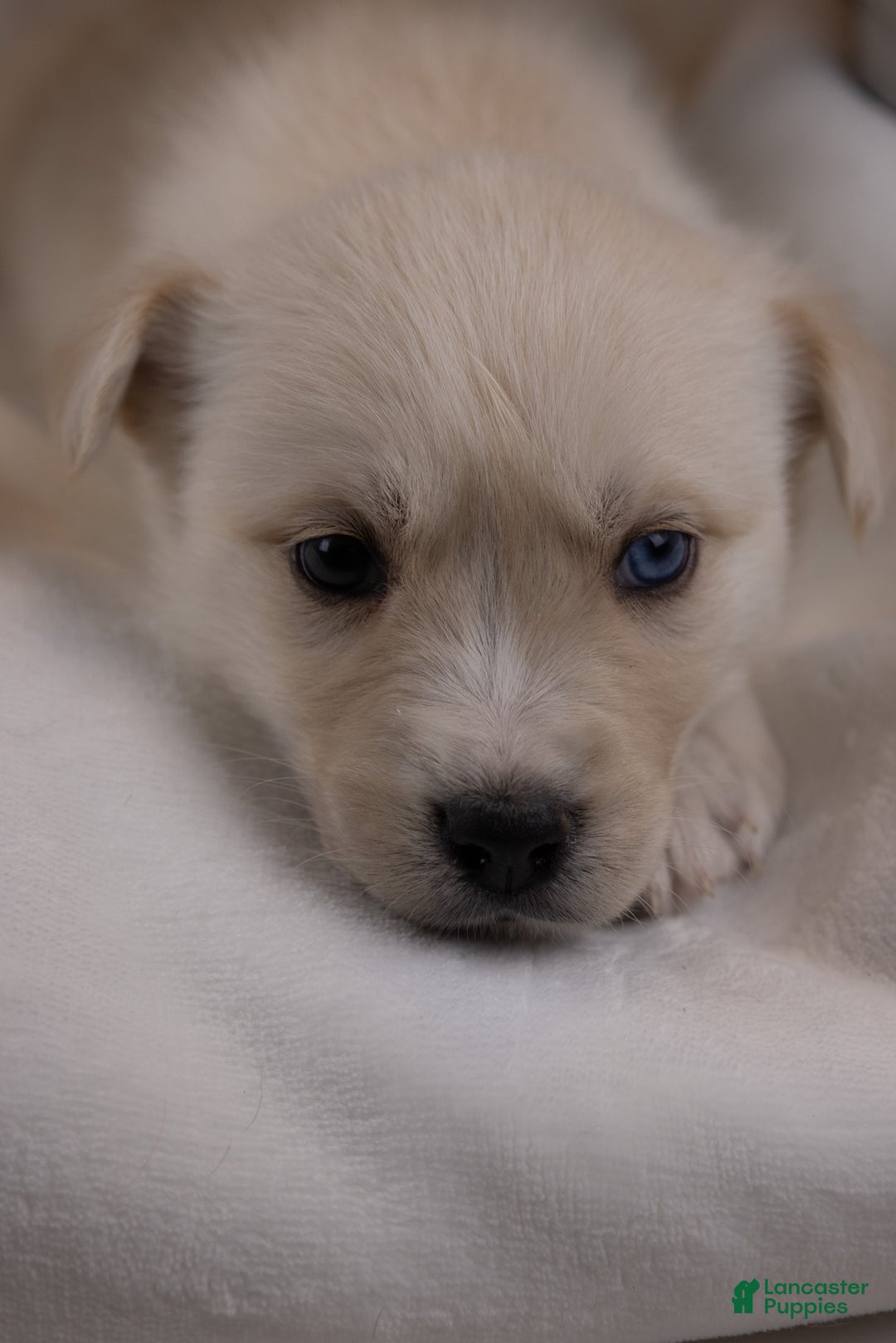 Goberian dogs for sale: Frosty - Ad 5