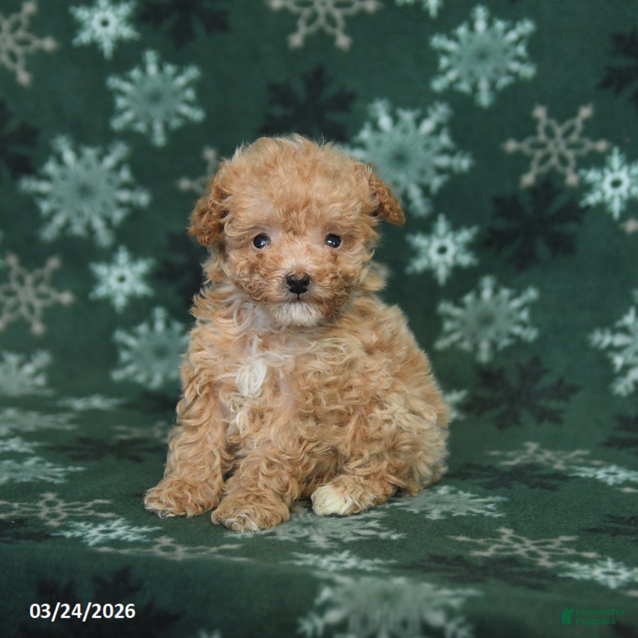 Toy Poodle dogs Tommy - Ad 2