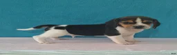 Beagle dogs for sale: dylan - Ad 1