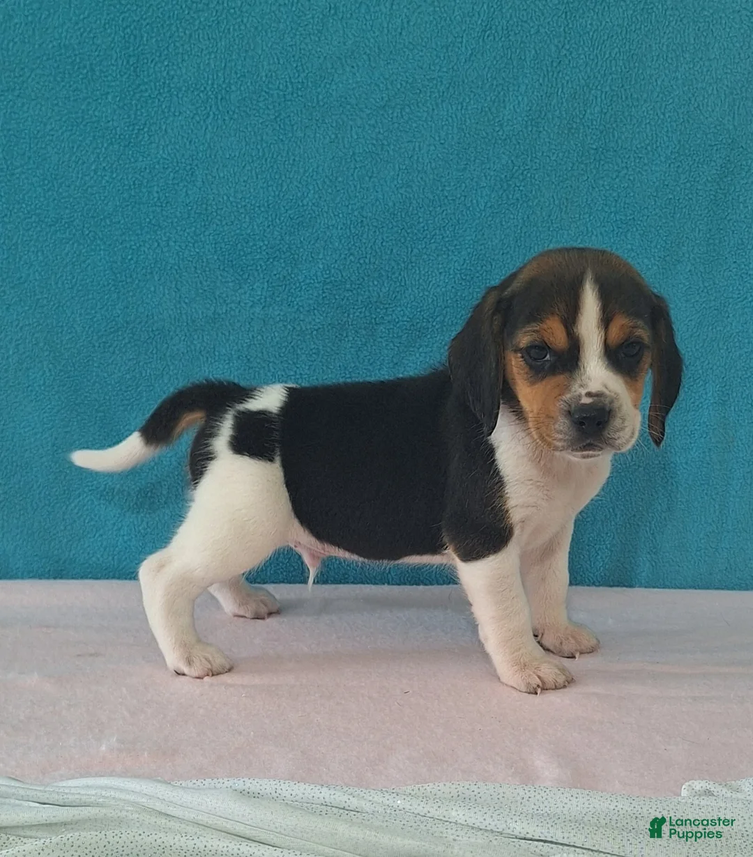 Beagle dogs for sale: dylan - Ad 1