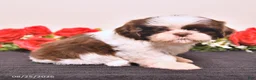 Shih Tzu dogs for sale: Sugar - Ad 4