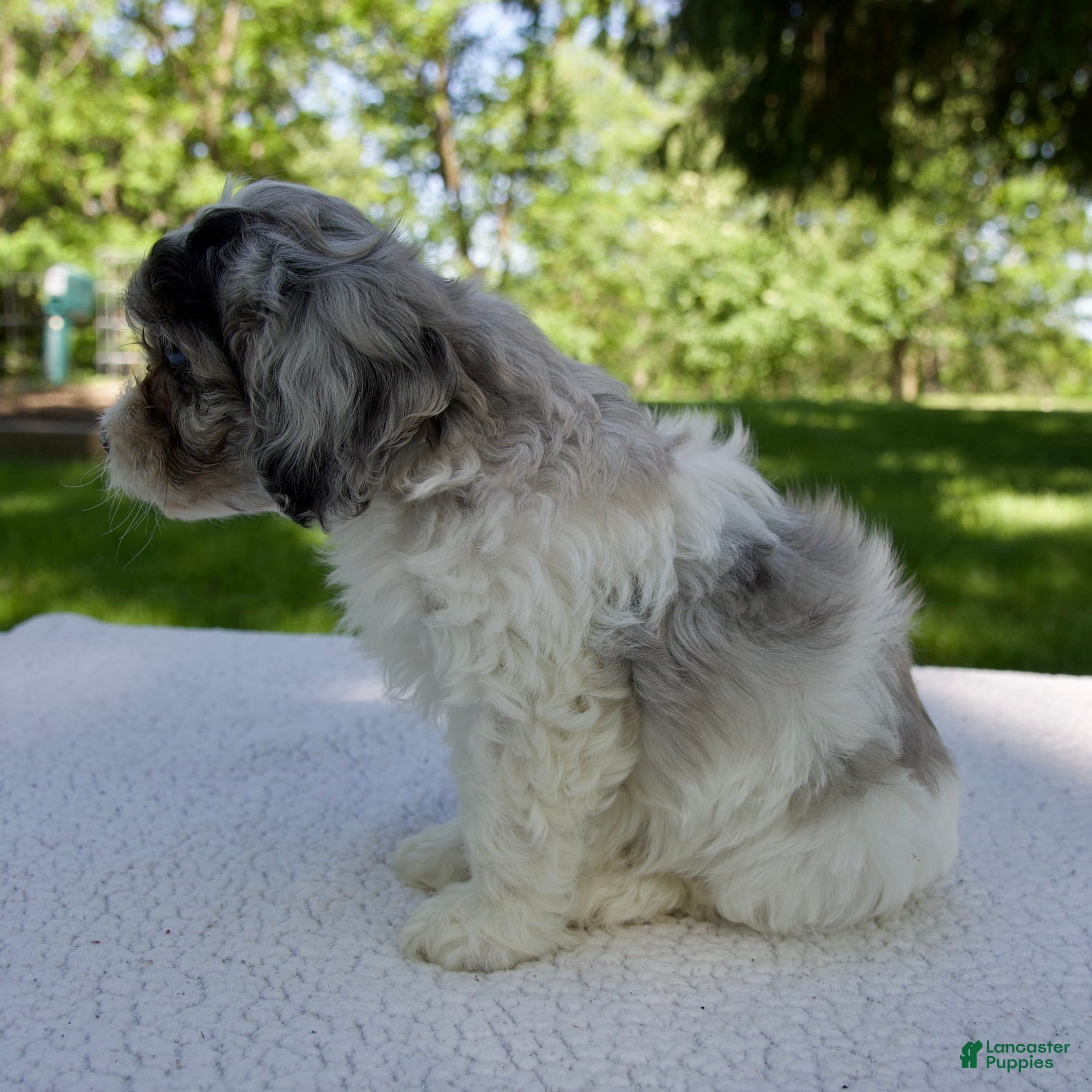 Cavapoo dogs for sale: Ethan - Ad 3