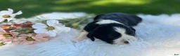 English Springer Spaniel dogs for sale: Duchess - Ad 2