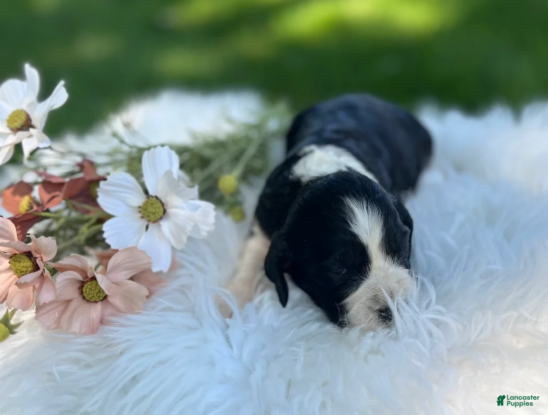 English Springer Spaniel dogs for sale: Duchess - Ad 2