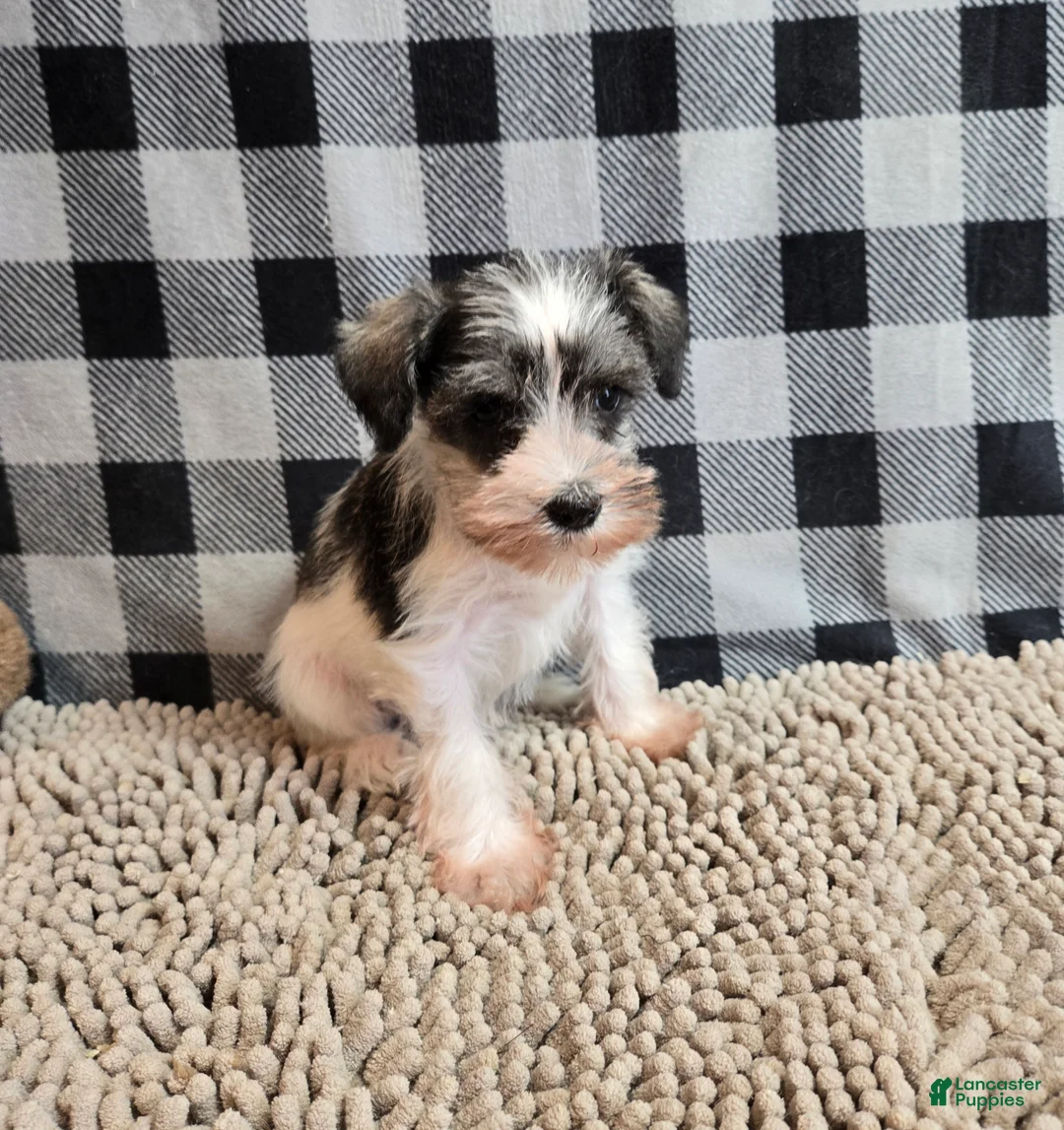 Miniature Schnauzer dogs for sale: Stella - Ad 3