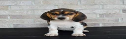 Beagle dogs for sale: Buttercup  - Ad 4