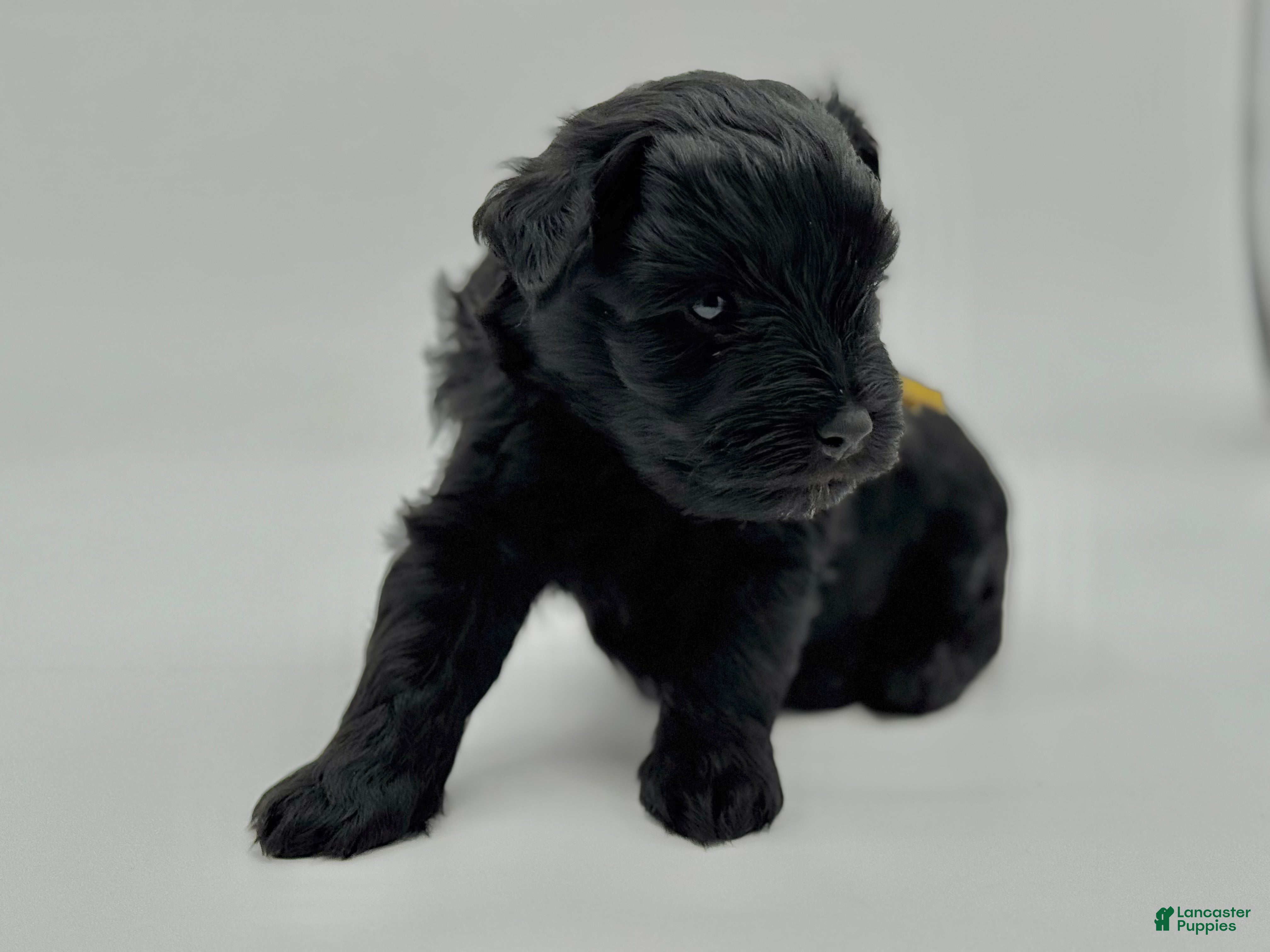 Miniature Schnauzer dogs Lucky - Ad 1