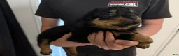Rottweiler dogs for sale: Rottweiler Puppy 6 - Ad 6