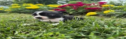 Boston Terrier dogs for sale: Hazel - Ad 3