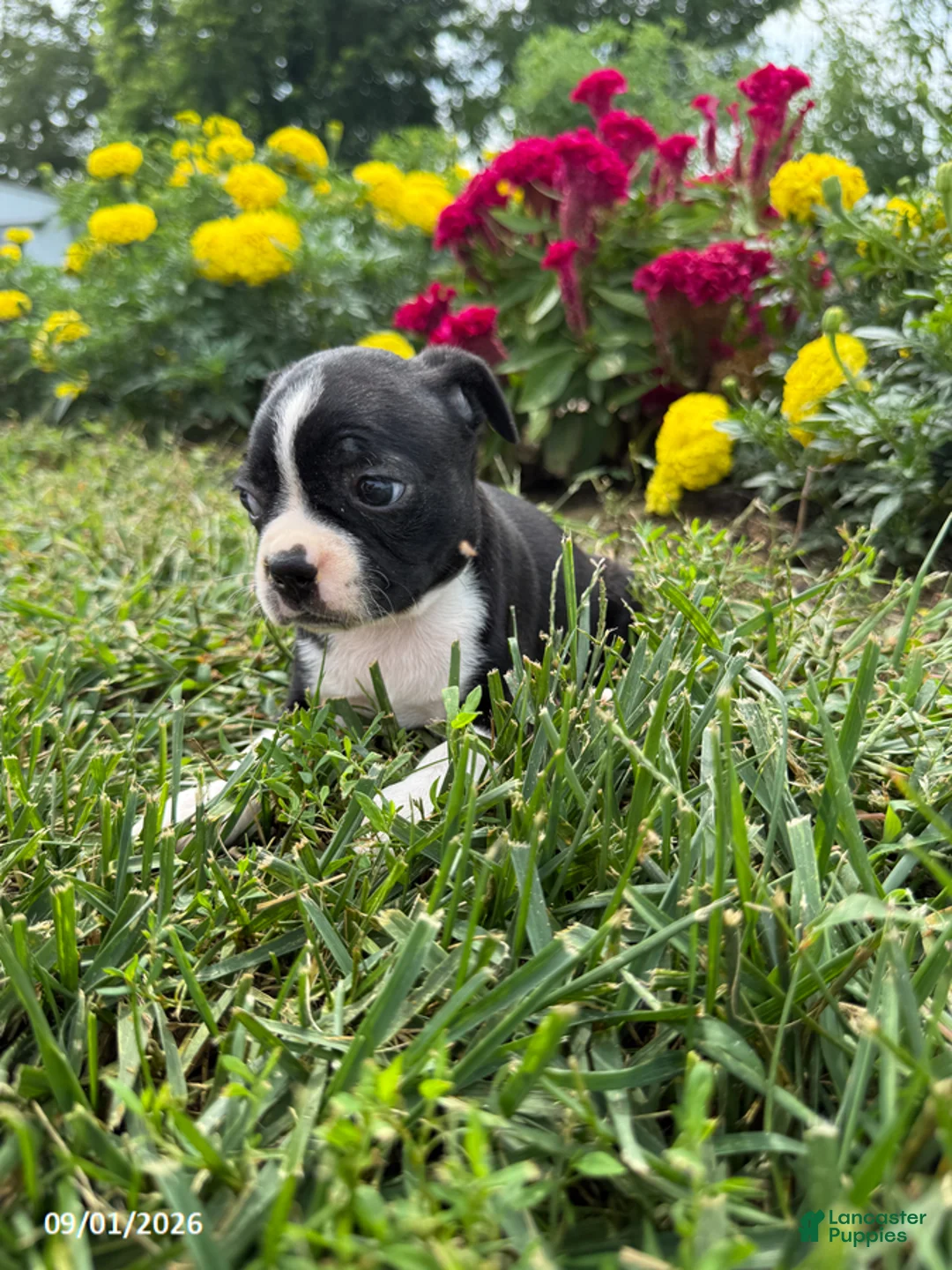Boston Terrier dogs for sale: Hazel - Ad 3