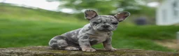 French Bulldog dogs for sale: Archie Beautiful Merle  Pup💙🐾 - Ad 7