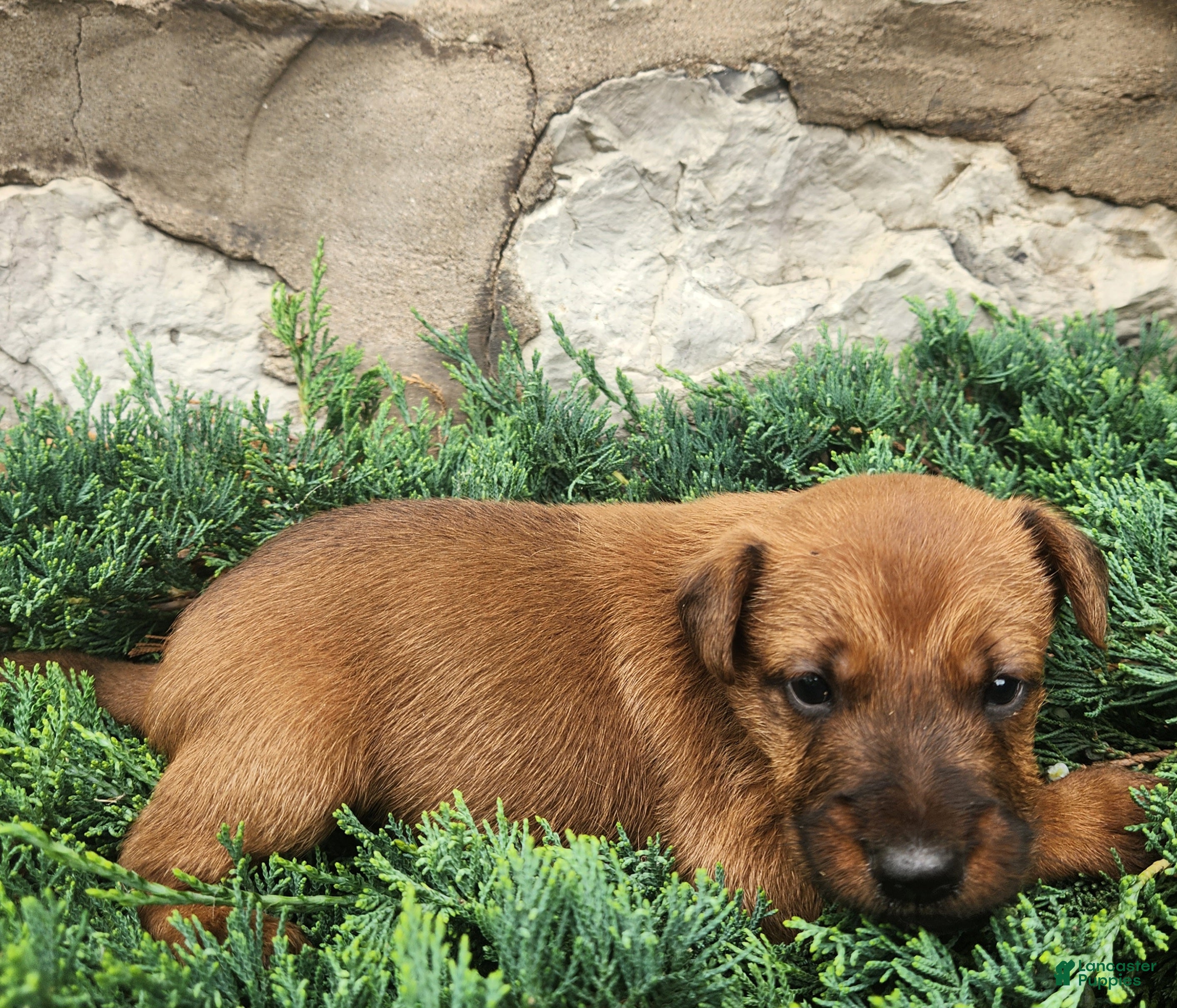 Irish Terrier dogs Ringo - Ad 2