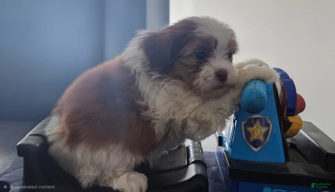 Shihpoo dogs for sale: HONEY - Ad 4