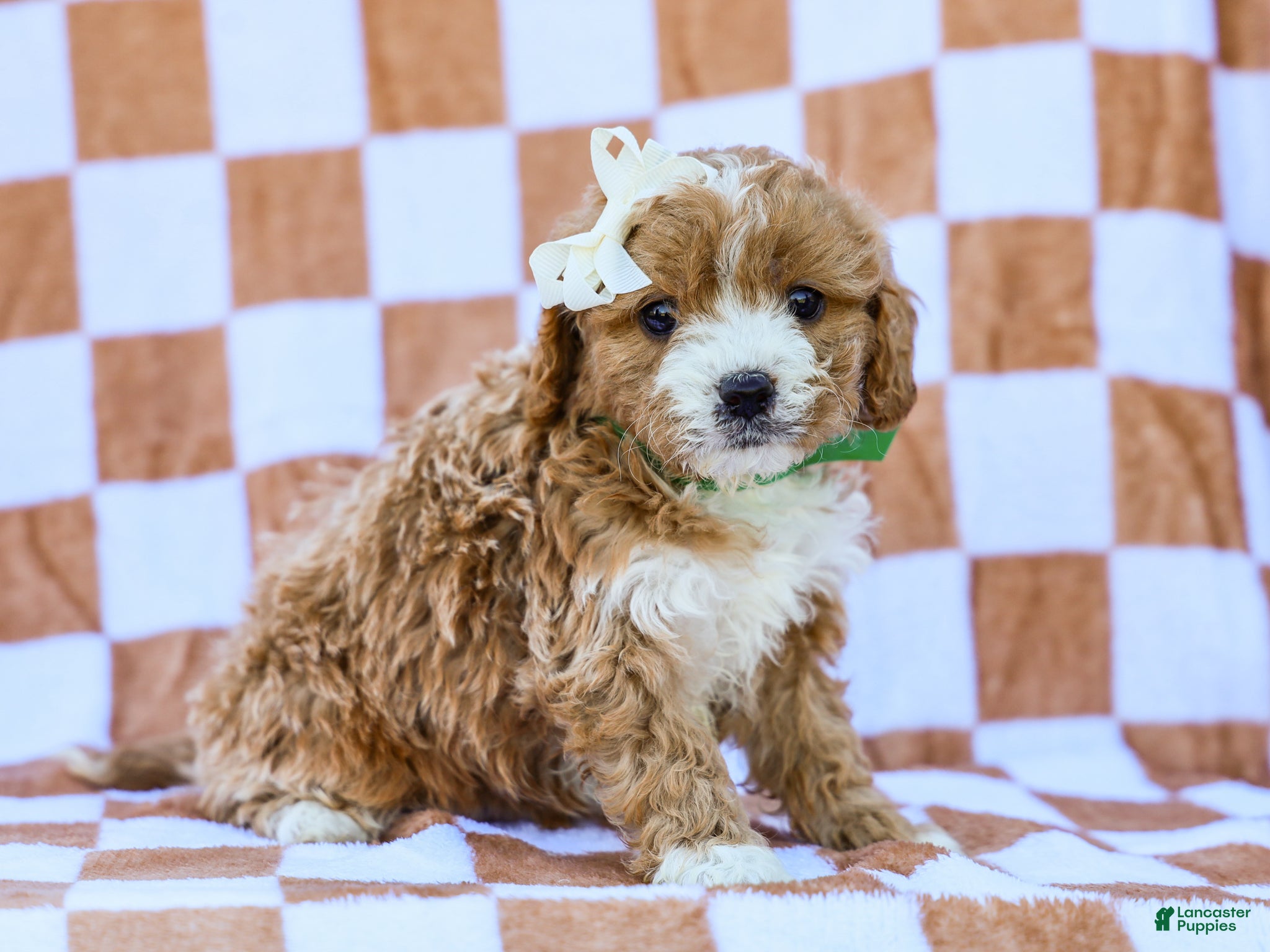 Cavapoo dogs Brent - Ad 1