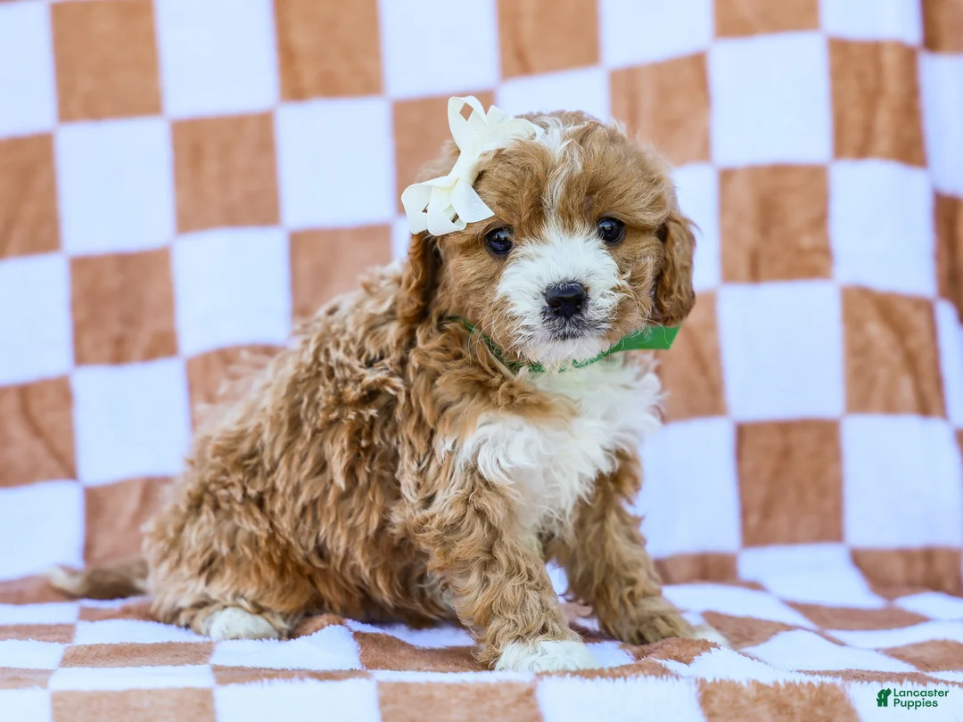 Cavapoo dogs for sale: Brent - Ad 1